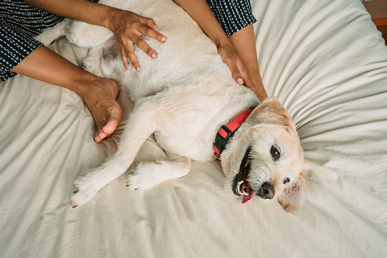A happy dog relaxing at home with its owner